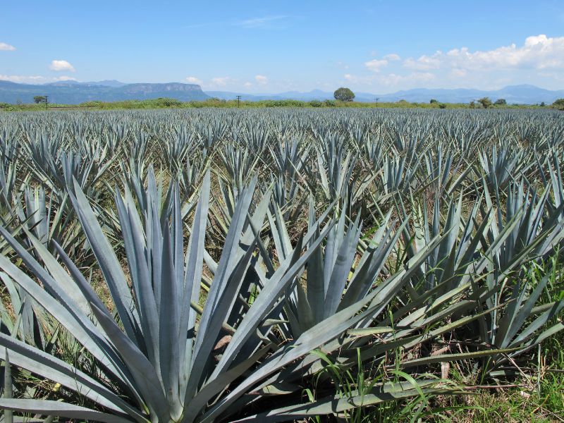 Agave