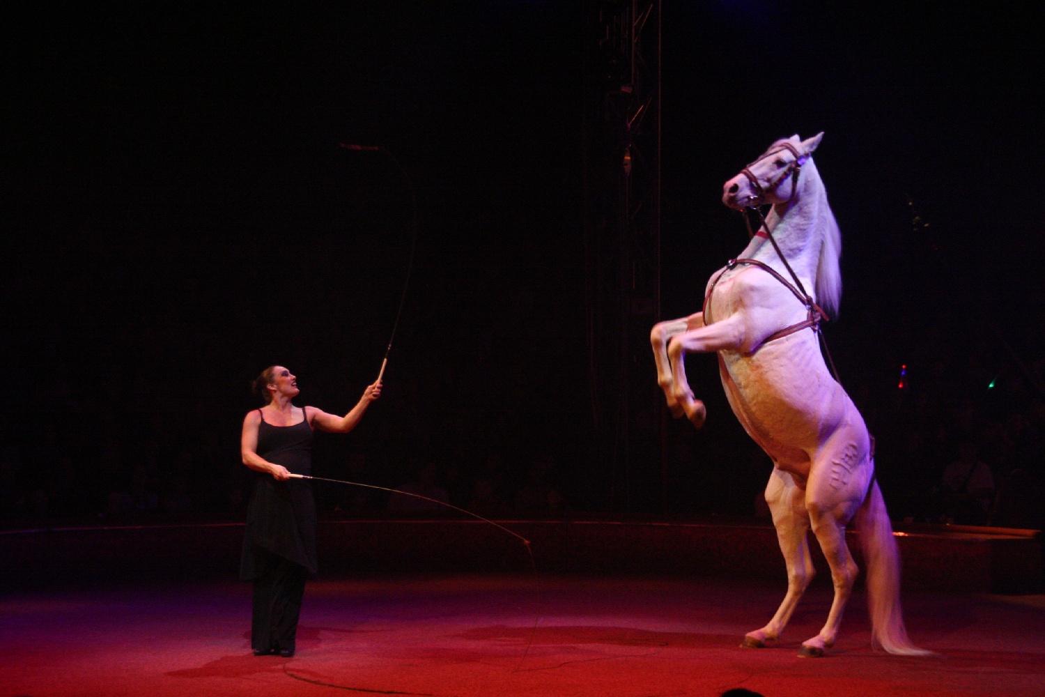 Dressage
