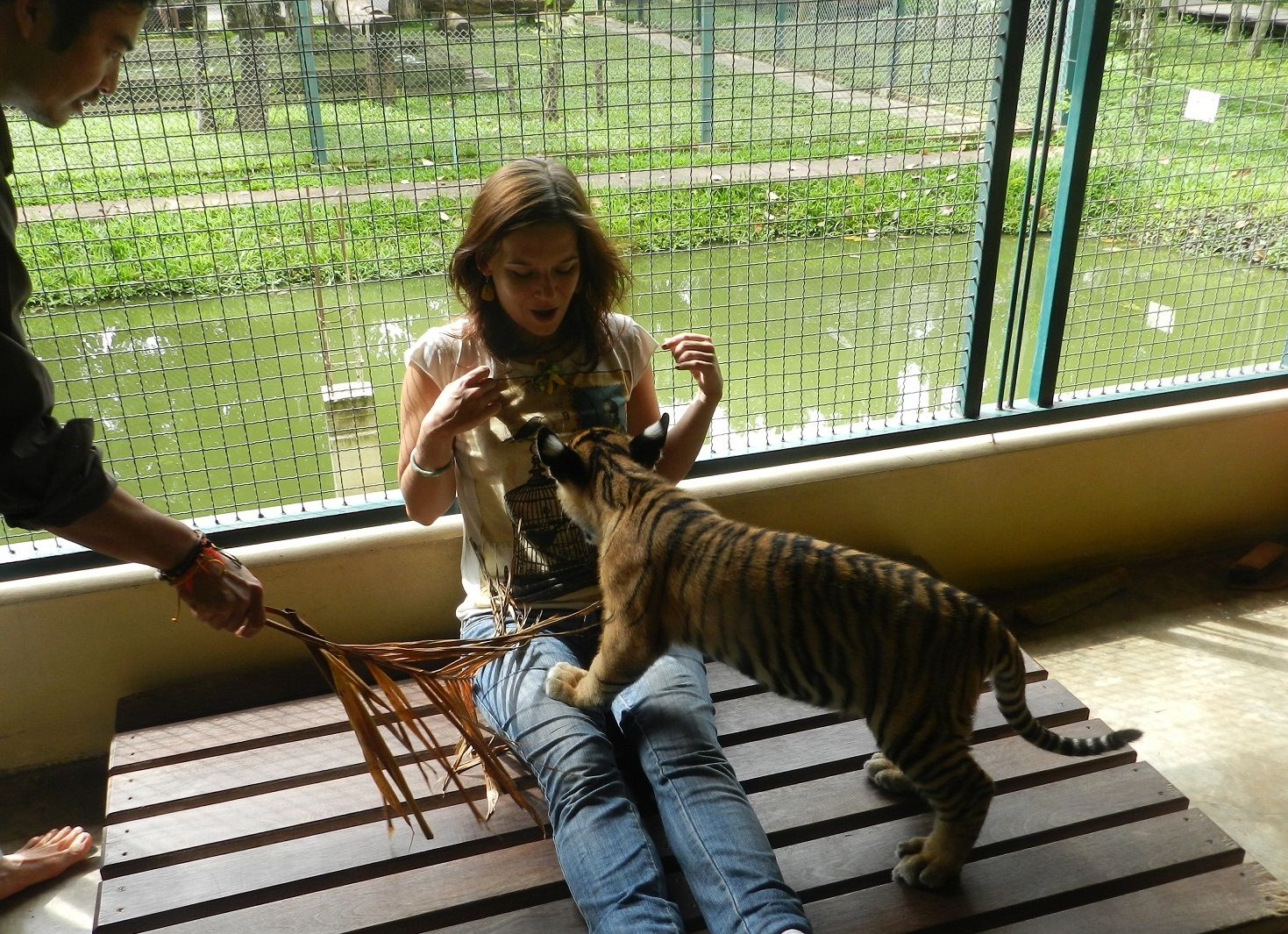 Tigre